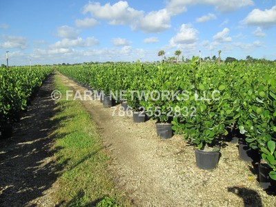clusia gallon florida 2832 statewide deliver hedge